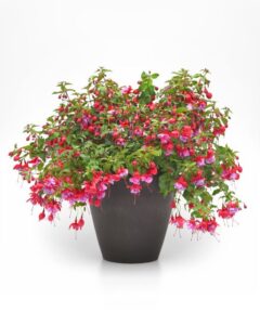 Fuchsia Blue Radiance (Ball FloraPlant)