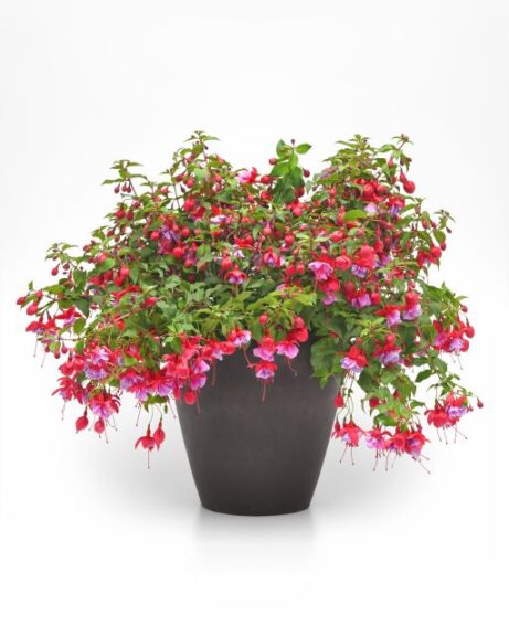 Fuchsia Blue Radiance (Ball FloraPlant)