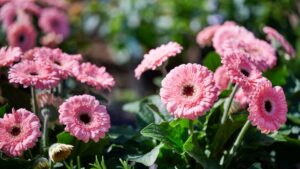 Check Out Part 1 of Greenhouse Grower’s California Spring Trials 2026 Preview