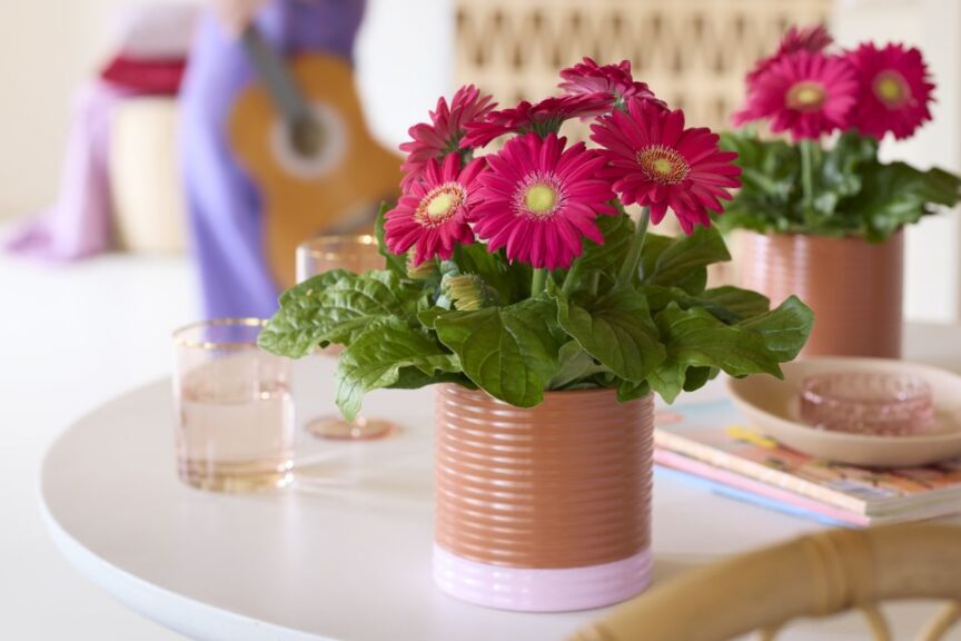 Gerbera Melodiva Hot Pink (HilverdaFlorist)