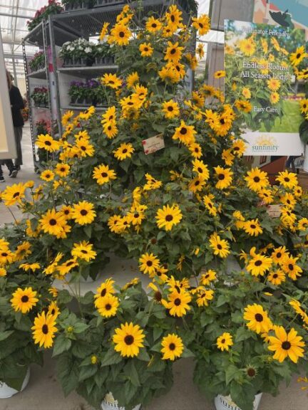 Helianthus Sunfinity Single Yellow (Syngenta Flowers)