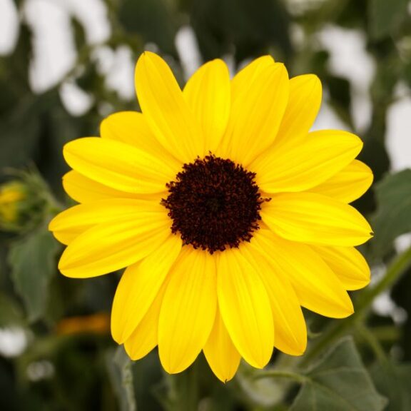 Helianthus annuus Sunfinity® Single Yellow Sunflower (Syngenta Flowers)
