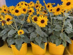 Helianthus ‘Always Sunny Gold (PanAmerican Seed)