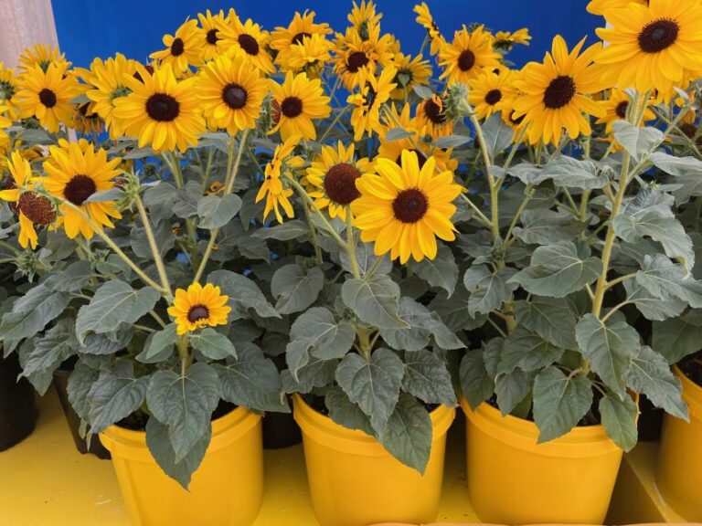 Helianthus ‘Always Sunny Gold (PanAmerican Seed)