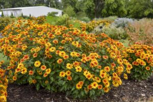 Heliopsis Forged in Fire (Walters Gardens)