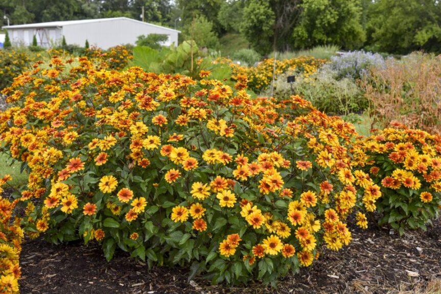 Heliopsis Forged in Fire (Walters Gardens)