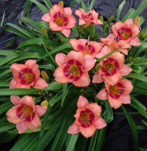 Hemerocallis DayScape series (Darwin Perennials)