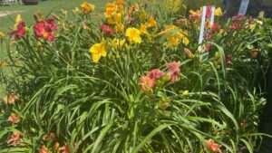 Highlights From Day 3 of California Spring Trials 2026