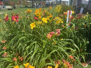 Hemerocallis DayScape™ Daylily series (Plant Development Services/Southern Living Plant Collection)