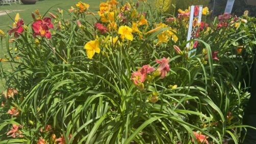 Highlights From Day 3 of California Spring Trials 2026