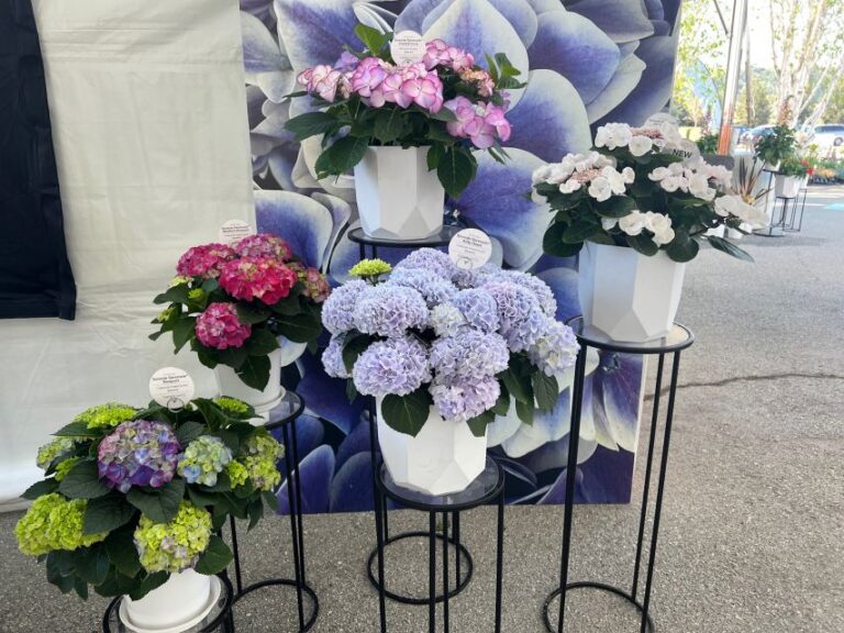 Hydrangea macrophylla Seaside Serenade® Kitty Hawk (ThinkPlants)