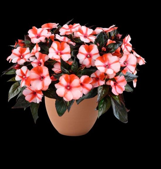 Impatiens hybrid Sol Luna Orange Duet (Danziger)