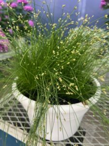 Isolepis cernua ‘Iggy’ (Benary)