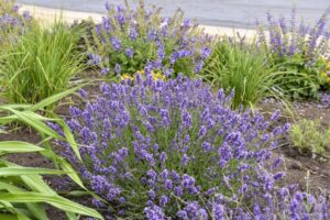 Lavandula Summer Serenade (Walters Gardens)