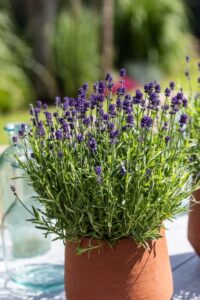 Lavandula angustifolia Scent™ Mini Blue Lavender (Syngenta Flowers)