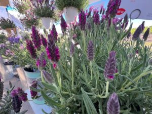 Lavandula stoechas La Diva Garnet Rouge (Dümmen Orange)