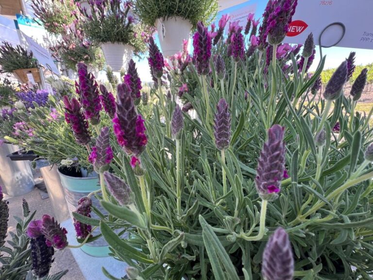 Lavandula stoechas La Diva Garnet Rouge (Dümmen Orange)