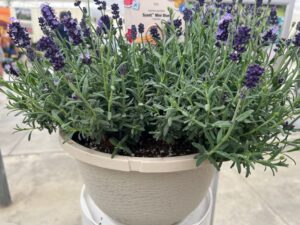 Lavendula Scent Mini (Syngenta Flowers)