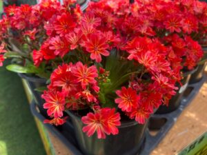 Lewisia ‘Sunset Glow’ (Pacific Plug & Liner)