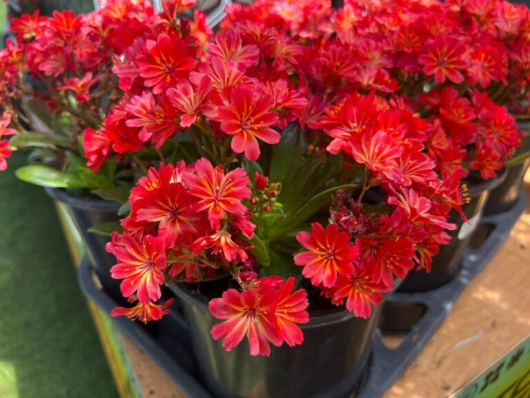 Lewisia ‘Sunset Glow’ (Pacific Plug & Liner)