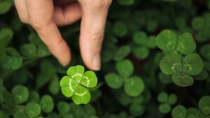 Separating Yourself from Your Greenhouse Business Requires More than Luck