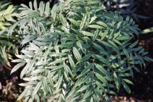 Mahonia Silver Caress (Plant Development Services Inc.)
