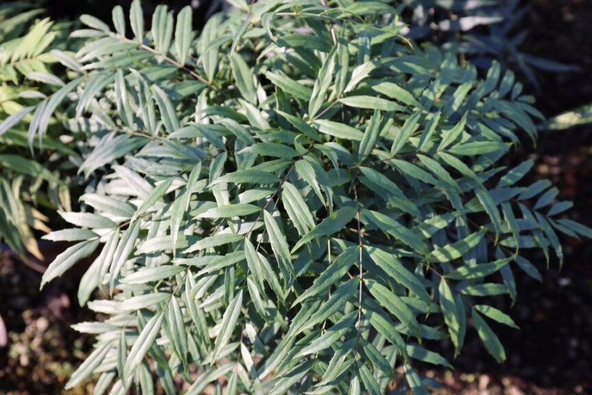 Mahonia Silver Caress (Plant Development Services Inc.)