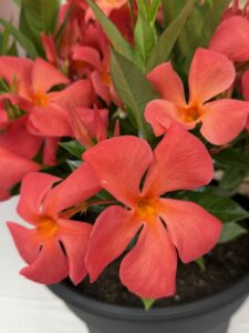 Mandevilla Sun Parasol XP Maui Sunset (Suntory Flowers)