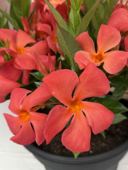 Mandevilla Sun Parasol XP Maui Sunset (Suntory Flowers)