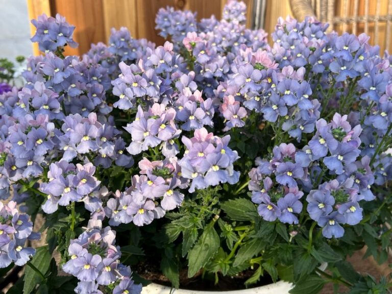 Nemesia hybrida NESIA™ Arctic Blue (Danziger)