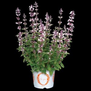 Nepeta Serene Wild Orchid (Dummen Orange)