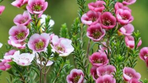 Evergreen Floral Acquires Obra Verde Growers