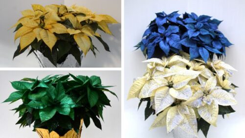 Painted Poinsettias Add New Possibilities to Holiday Programs