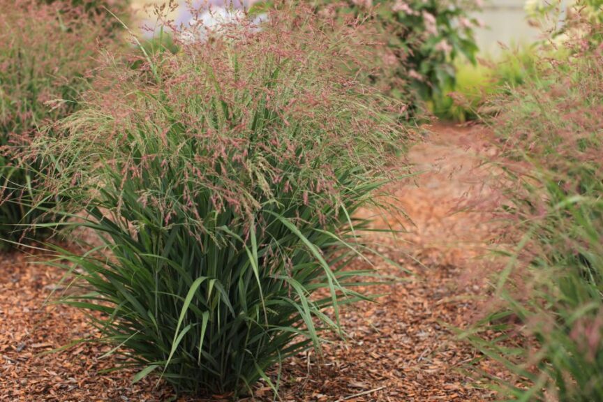 Panicum Dream Catcher Smoky Rose (Darwin Perennials)