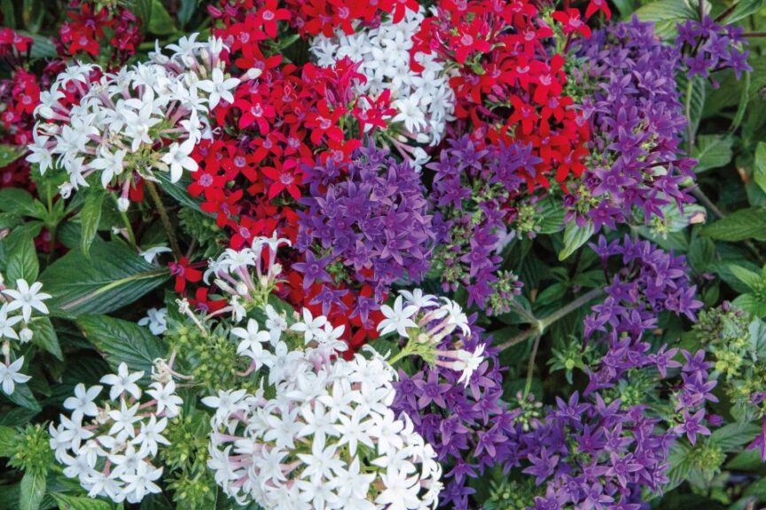 Pentas StreetArt Series (Benary)