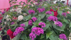 Dr. A’s Favorites From California Spring Trials 2026, Day 3