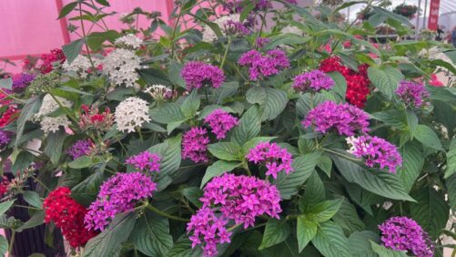 Dr. A’s Favorites From California Spring Trials 2026, Day 3