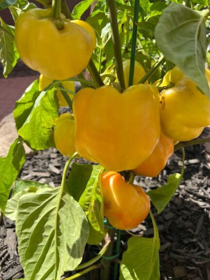Pepper Capsicum annuum ‘Spotlight’ F1 (PanAmerican Seed)