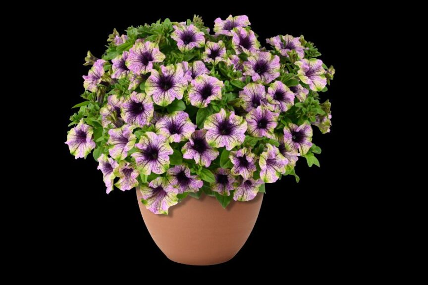 Petunia Amazonas Violet Parakeet (Danziger)