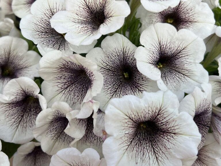 Petunia CAPELLA™ Inked (Danziger)