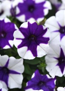 Petunia E3 Easy Wave Midnight Marble (PanAmerican Seed)