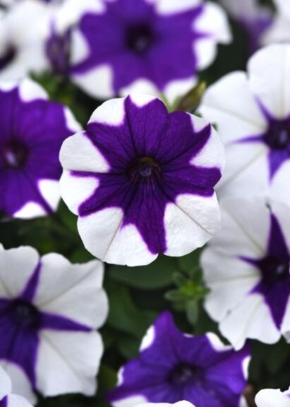 Petunia E3 Easy Wave Midnight Marble (PanAmerican Seed)