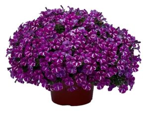 Petunia ShowTime Orchid Flash (Kientzler North America)