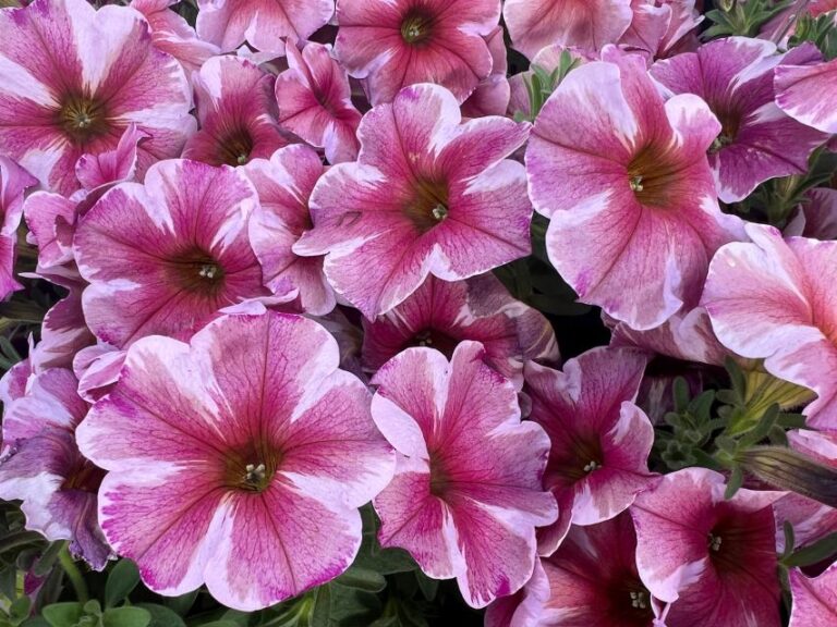 Petunia SuperCal® Pink Star (Sakata)