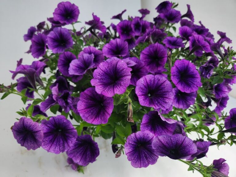 Petunia Surfinia Heavenly Blue Violet (Suntory Flowers)