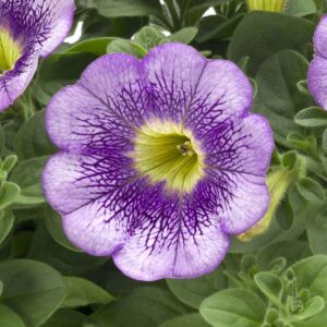 Petunia hybrid Tea Lilac Sun (Beekenkamp)