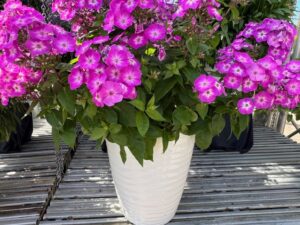 Phlox paniculata Flame® Purple (Dümmen Orange)