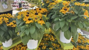 Dr. A’s Top Picks From California Spring Trials 2026, Day 1