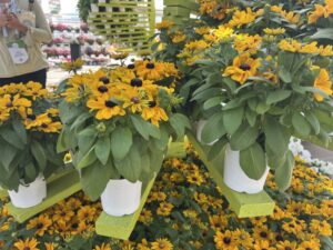 Rudbeckia ‘Claire Orange’ (American Takii)