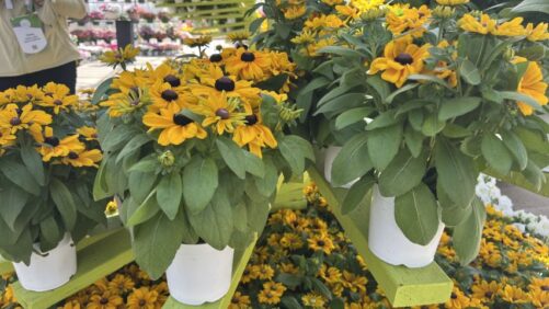 Dr. A’s Top Picks From California Spring Trials 2026, Day 1